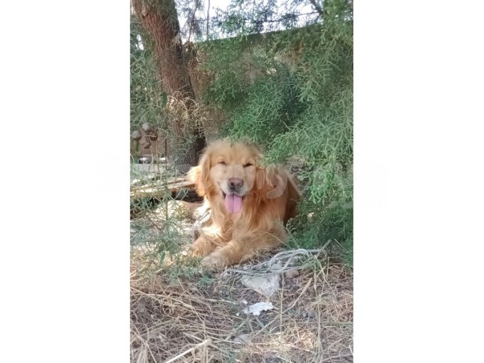 Oscar Oğlumuz Yeni Yuvasını Arıyor. 