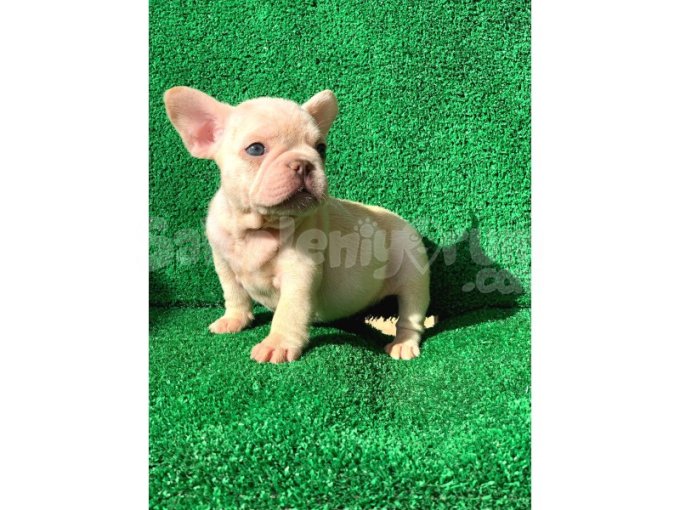 Muhteşem Güzellikte French Bulldog Platinyum Dişi Ve Erkek Yavrularımız