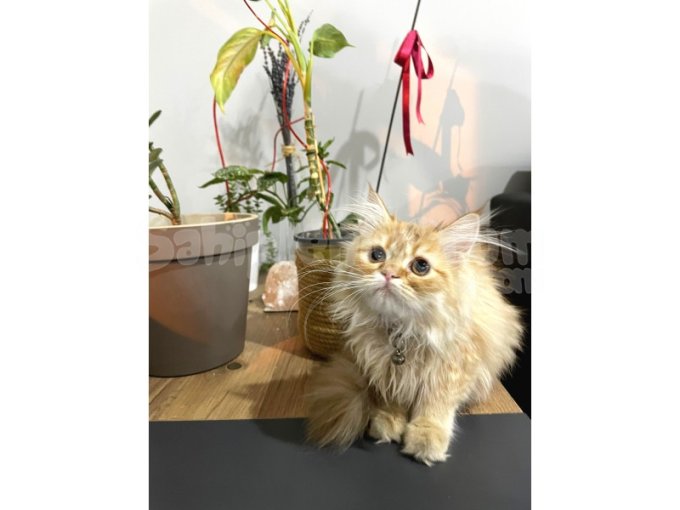 İran Chinchilla - Son Kalite Safkan Prenses