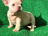 Muhteşem Güzelli̇kte French Bulldog Platinyum Dişi Ve Erkek Yavrularımız