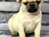 Pug Yavrularımız Sevgi Dolu Yeni Yuvalarını Arıyor