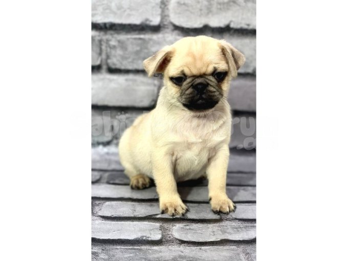 Pug Yavrularımız Sevgi Dolu Yeni Yuvalarını Arıyor