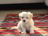 Maltese Terrier Beyaz,Ev Doğumlu