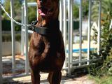 ÜCRETSİZ CHOCOLATE DOBERMAN 1,5 Yaşında ERKEK