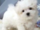 Maltese Terrier A Kalite Yavrular