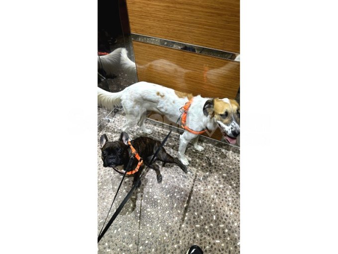 Ceku 2 Buçuk Yaşında Evcil Hareketli Oyuncu Insancıl Köpeklerle Arası Iyi