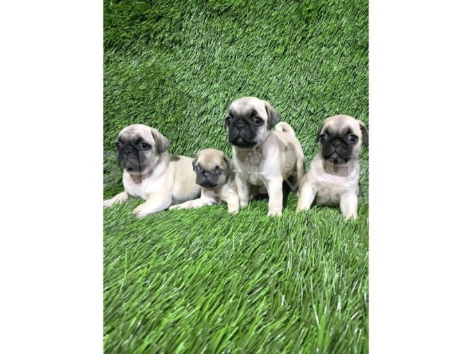 Pug Mops Muhteşem Güzeller