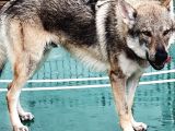 SECERELİ %100 SAFKAN ERKEK ÇEK WOLFDOG 8 AYLIK