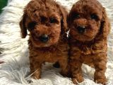 Harika toy poodle yavrularımız