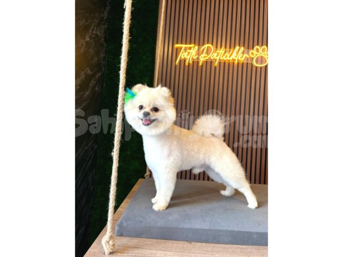 1 Yaşında Pomeranian Boo | Erkek, Aşılı ve Tuvalet Eğitimli