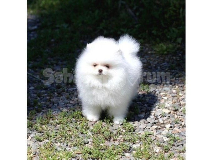 Pomeranian Boo Minik Boy