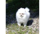 Pomeranian boo minik boy