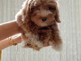 Maltipoo  2 aylık yavru köpek