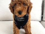 Ev Ortamında Uygun Fiyatlı Toy Poodle