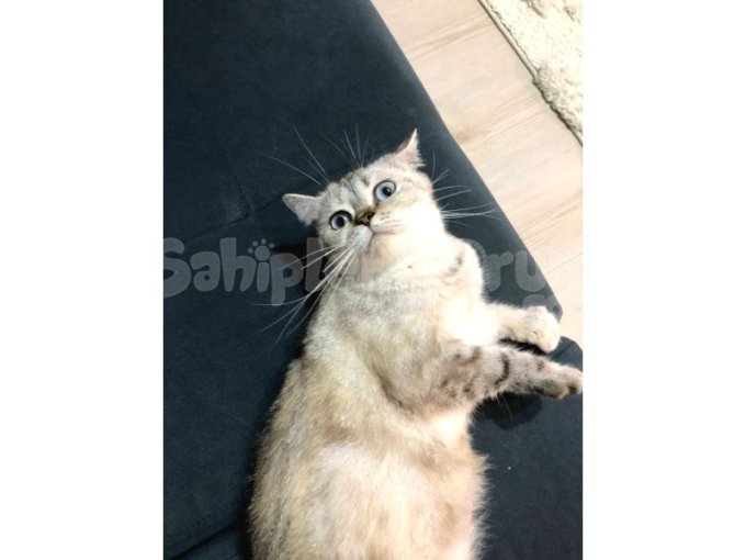 British Shorthair Kedimize Yuva Arıyoruz