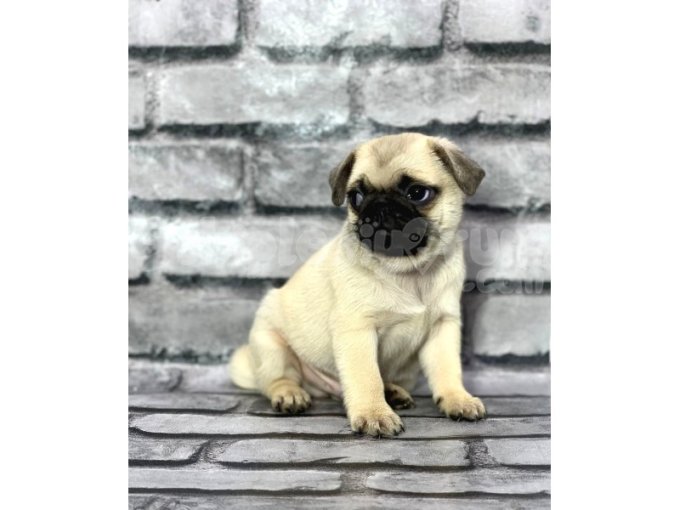 Pug Yavrularımız Sevgi Dolu Yeni Yuvalarını Arıyor