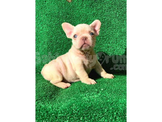 Muhteşem Güzellikte French Bulldog Platinyum Dişi Ve Erkek Yavrularımız