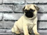 Pug Yavrularımız Sevgi Dolu Yeni Yuvalarını Arıyor