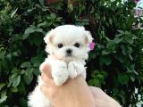 mini boy Maltese terrier 