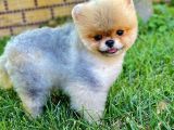 Pomeranian boo champion 