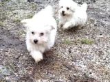 Maltese Terrier Ev Doğumlu