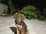 Weimaraner cinsi