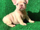 Muhteşem Güzelli̇kte French Bulldog Platinyum Dişi Ve Erkek Yavrularımız