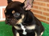 Safkan French Bulldog Black Tan Erkek Yavrumuz