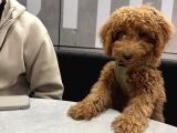 Toy poodle