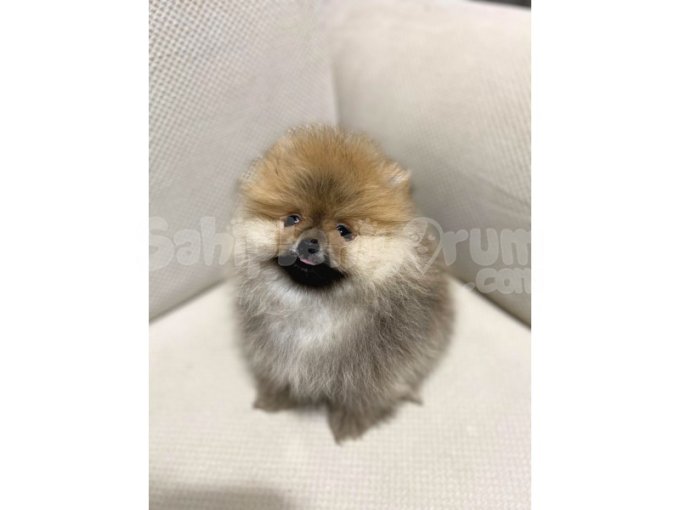 Şov Kalite Pomeranian
