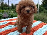 Sevimli Toy Poodle Yavruları