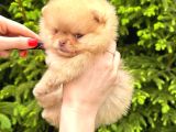 Pomeranian boo teacup yavrumuz gold