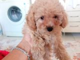 Yavru toy poodle 