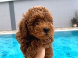 3 aylık toy poodle