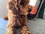 3 aylık toy poodle