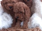 Orijinal toy poodle