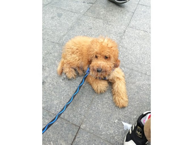 4.5 Aylık Poodle Yavru Dişi