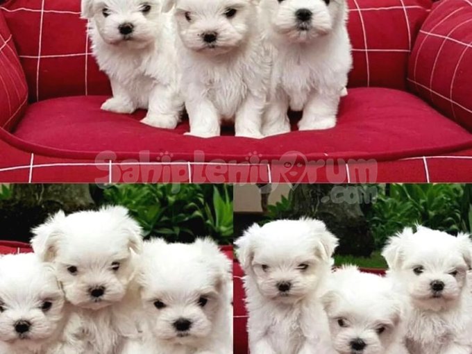 Kaliteli Maltese Terrier Yavrusu - Sağlıklı ve Sevgi Dolu