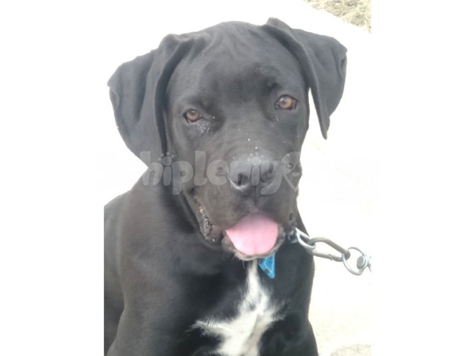 Safkan Yavru Erkek Cane Corso 