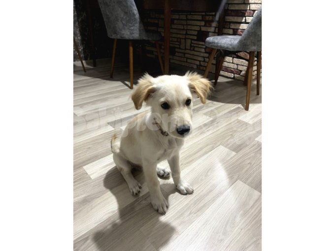 4 Aylık Golden Yavrusu