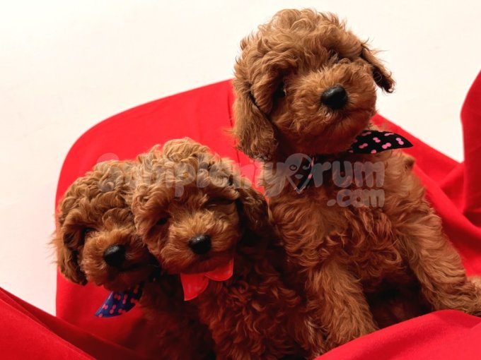 Orjinal Toy Poodle 