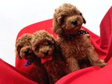 Toy poodle yavrularım