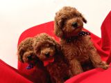 Orjinal toy poodle 