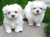 teacup maltese terrier bebekler