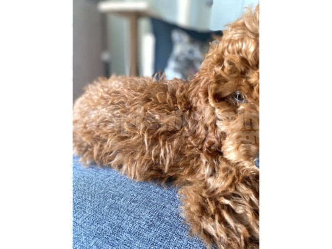 3 Aylık Toy Poodle