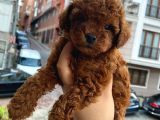 2 aylık Toy poodle