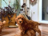 3 aylık toy poodle