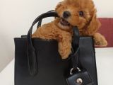 Toy poodle yavruları