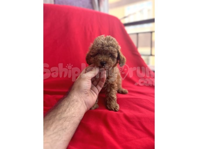 Toy Poodle Yavrumuz