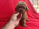 Toy poodle yavrumuz